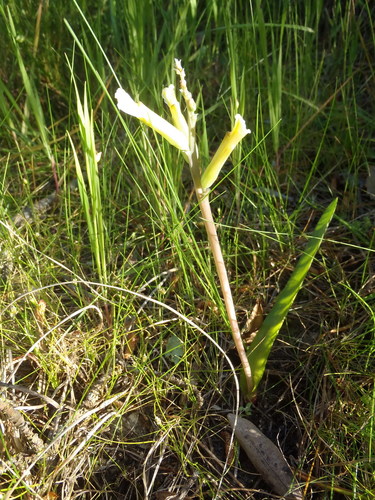 Lachenalia algoensis