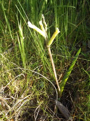 Lachenalia algoensis