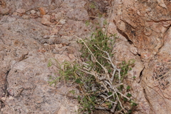 Pleurocoronis laphamioides