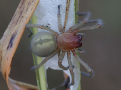 Cheiracanthium punctorium
