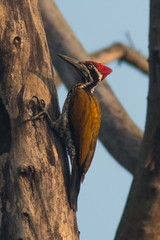 Chrysocolaptes guttacristatus