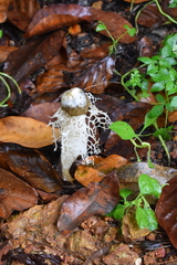 Phallus atrovolvatus
