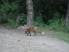 Vulpes vulpes
