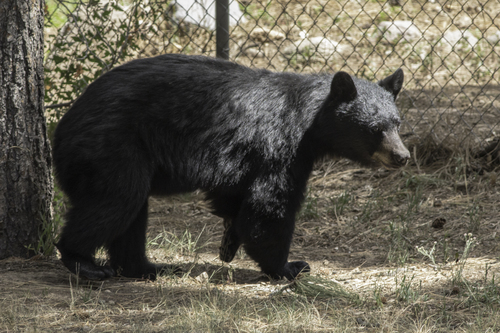 American Black Bear photographed in New Mexico