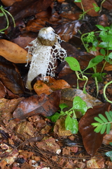 Phallus atrovolvatus