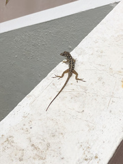 Anolis sabanus
