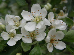 Malus toringoides