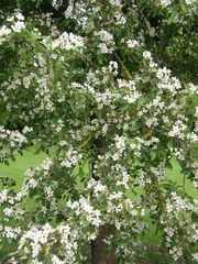Malus toringoides