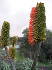 Aloe rupestris
