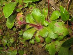 Micranthes clusii lepismigena