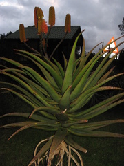 Aloe rupestris