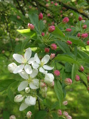 Malus × zumi