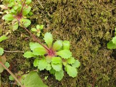 Micranthes clusii lepismigena
