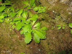 Micranthes clusii lepismigena