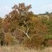 River Bushwillow - Photo (c) JMK, some rights reserved (CC BY-SA)