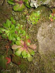 Micranthes clusii lepismigena