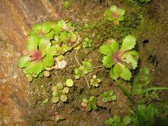 Micranthes clusii lepismigena
