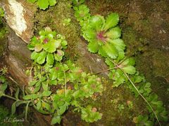 Micranthes clusii lepismigena