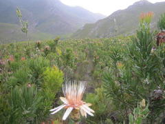 Protea aurea aurea