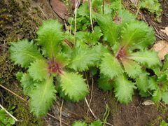 Micranthes clusii lepismigena