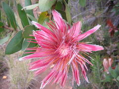 Protea aurea aurea