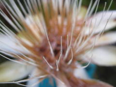 Protea aurea aurea