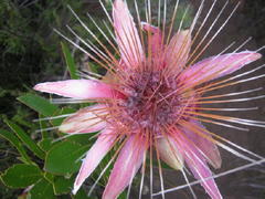 Protea aurea aurea