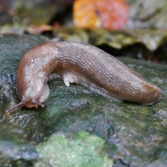 Limax maximus