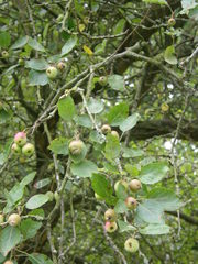 Malus toringoides