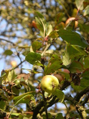 Malus spectabilis