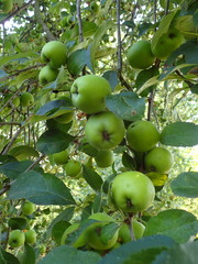 Malus praecox