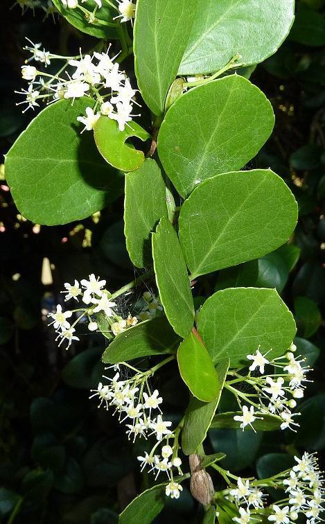 Dune Spikethorn