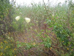 Hibiscus diversifolius diversifolius