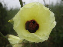 Hibiscus diversifolius diversifolius
