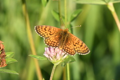 Melitaea parthenoides