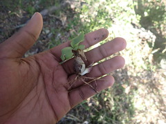 Ledebouria nitida