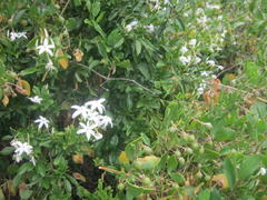 Jasminum tortuosum