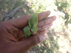 Ledebouria nitida