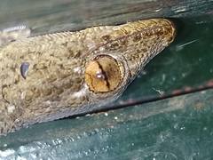 Tarentola angustimentalis