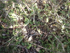 Ledebouria nitida
