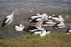 Pelecanus conspicillatus