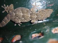 Tarentola angustimentalis