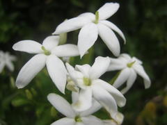 Jasminum tortuosum