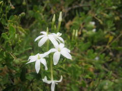 Jasminum tortuosum