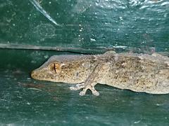 Tarentola angustimentalis