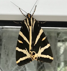 Euplagia quadripunctaria