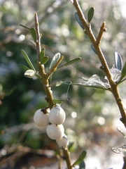 Melicytus angustifolius