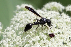 Zethus spinipes spinipes