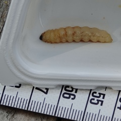 Eichlinia cucurbitae