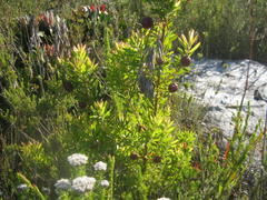 Leucadendron conicum